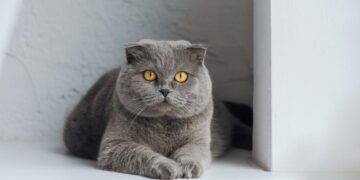 Gato