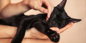 Gatos