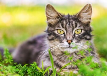 Não gostar de gatos