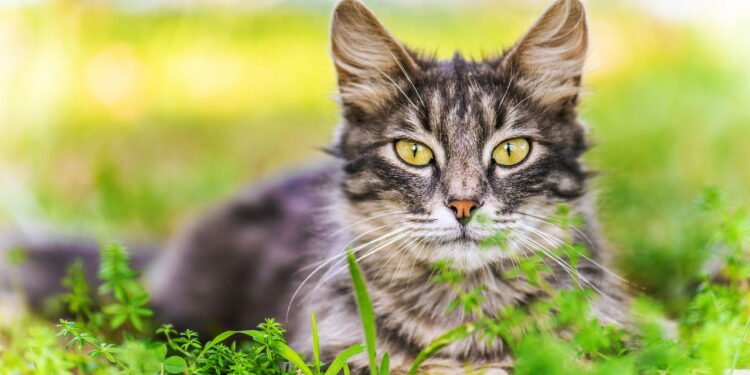 Não gostar de gatos