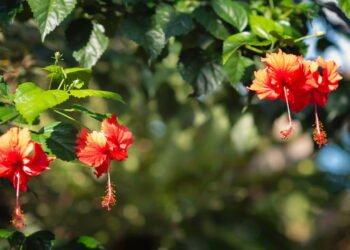 O arbusto que floresce o ano inteiro e ainda ajuda a controlar a pressão