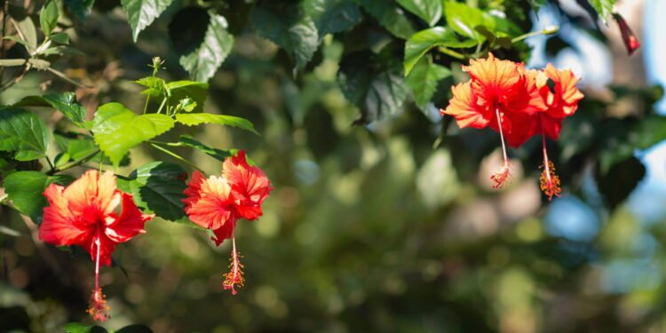 O arbusto que floresce o ano inteiro e ainda ajuda a controlar a pressão