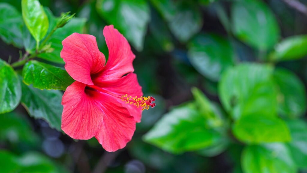O arbusto que floresce o ano inteiro e ainda ajuda a controlar a pressão