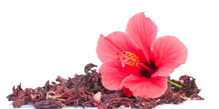 Chá de hibisco