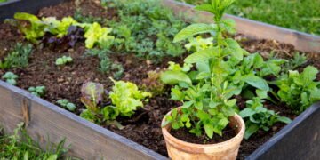 Aprenda com essas dicas e tenha vários tipos de ervas em diversos espaços e climas