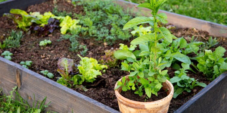 Tenha sempre ervas frescas - Créditos: depositphotos.com / FotoHelin