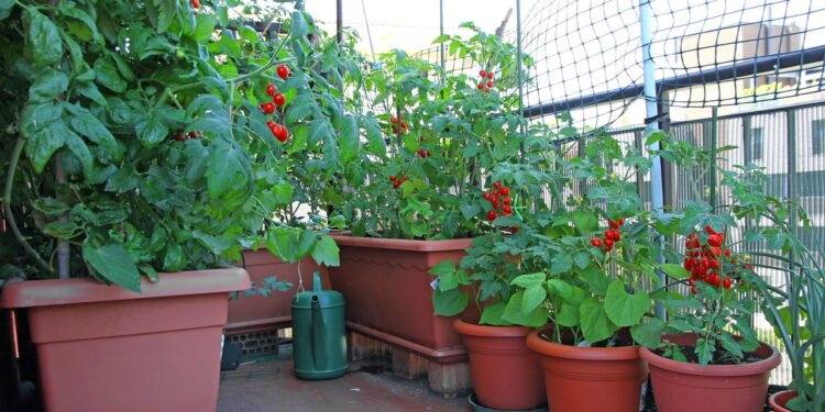 Esses são os vegetais perfeitos para cultivar em varandas pequenas