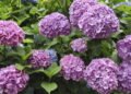 O que você deve fazer com suas hortênsias em outubro para incentivá-las a florescer no verão