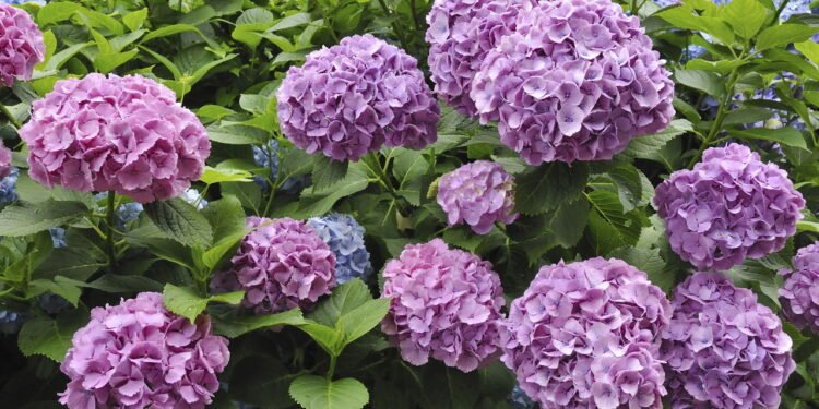 O que você deve fazer com suas hortênsias em outubro para incentivá-las a florescer no verão