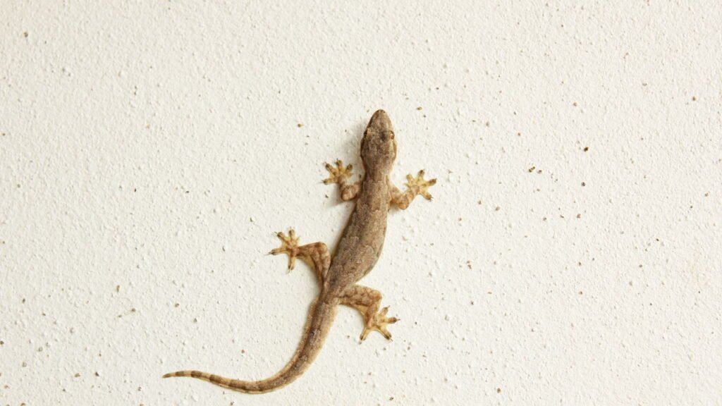 Lagartixas aparecendo em casa tem um bom significado