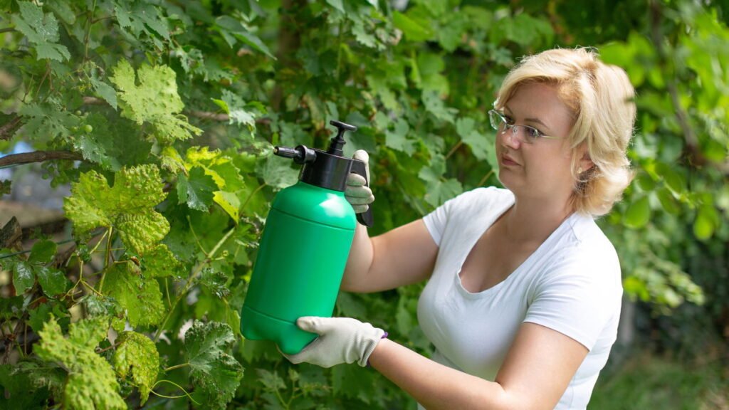 4 receitas caseiras para eliminar pragas do jardim com segurança