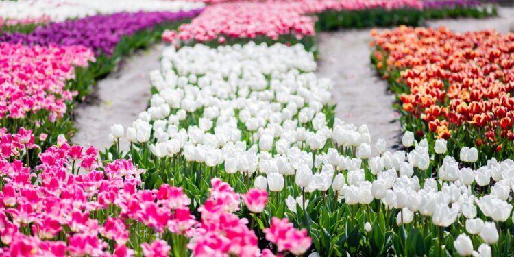 As plantas ideais para plantar agora e ter um jardim cheio de cores