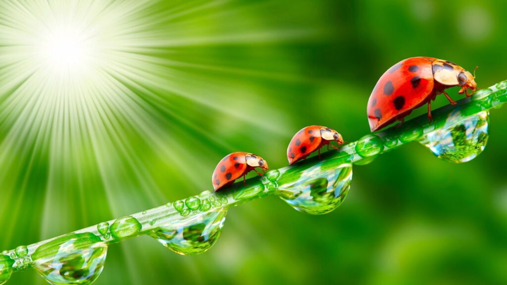 5 flores perfeitas para atrair joaninhas e proteger suas plantas