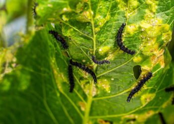 A forma mais segura e rápida de proteger tomates de lagartas