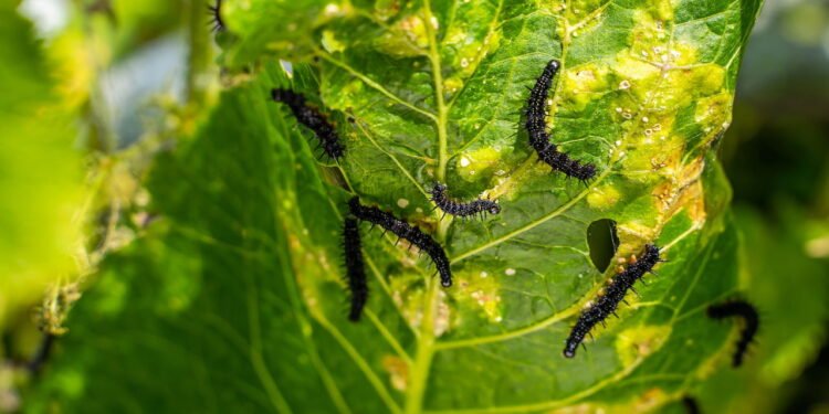 Lagartas - Créditos: depositphotos.com / vvvproduct