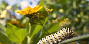 O método mais eficaz contra lagartas que poucos conhecem
