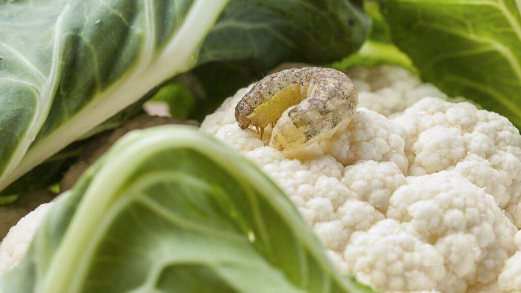 O método mais eficaz contra lagartas que poucos conhecem