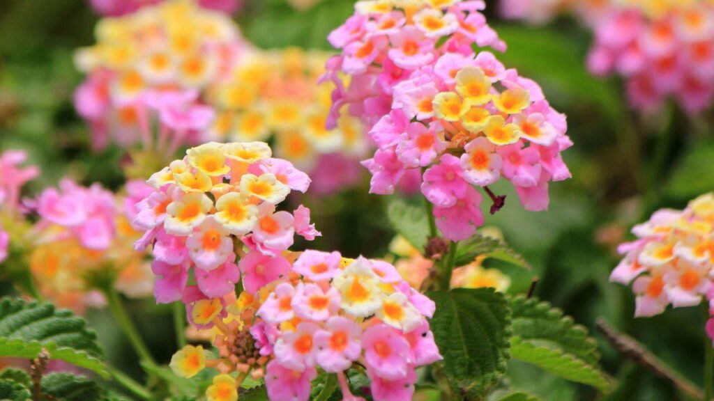 As melhores flores para jardins tropicais florirem o ano inteiro