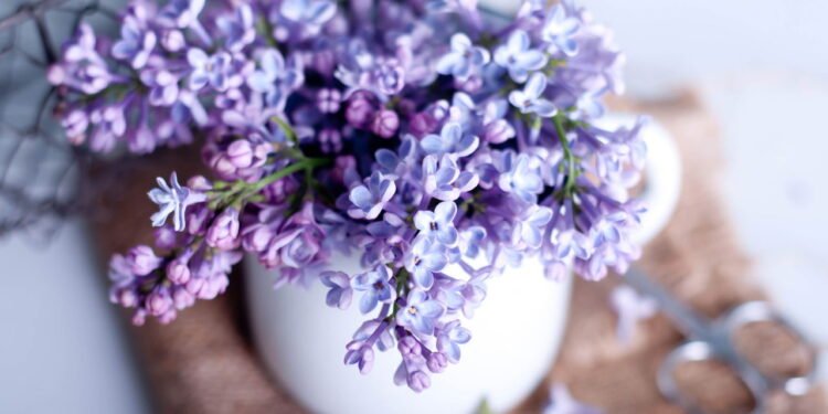 Perfume e proteção