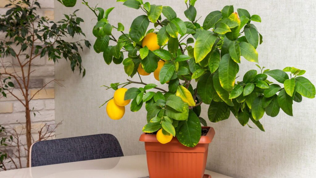 A árvore que dá frutos