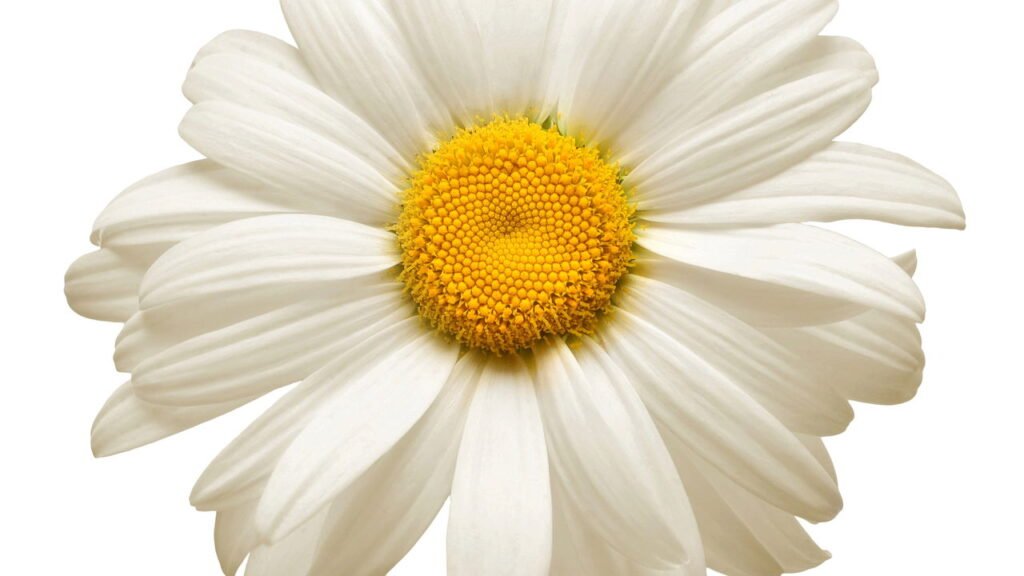 Quer um jardim mais elegante? Conheça as 10 flores brancas perfeitas para plantar