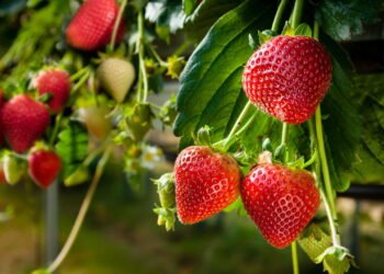 5 equívocos sobre morangos que mostram que eles não são frutas de verdade