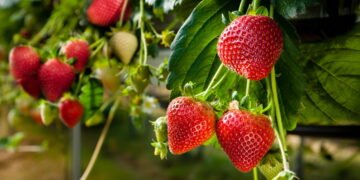 5 equívocos sobre morangos que mostram que eles não são frutas de verdade