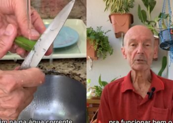 Posso comer babosa? Especialista ensina forma segura de aproveitar seus benefícios