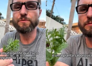 Especialista ensina a colher “a planta medicinal que cresce em qualquer lugar”