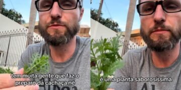 Especialista ensina a colher “a planta medicinal que cresce em qualquer lugar”