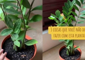 Especialista: “3 erros comuns ao cuidar da zamioculca que você não deve cometer”