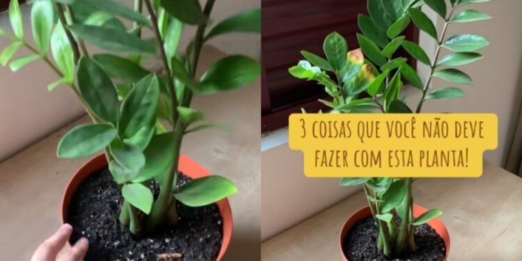 Reprodução (TikTok: @eronlves)