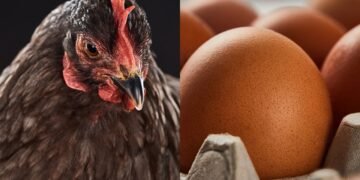 Quem veio primeiro: O Ovo ou a Galinha? A resposta vai te surpreender