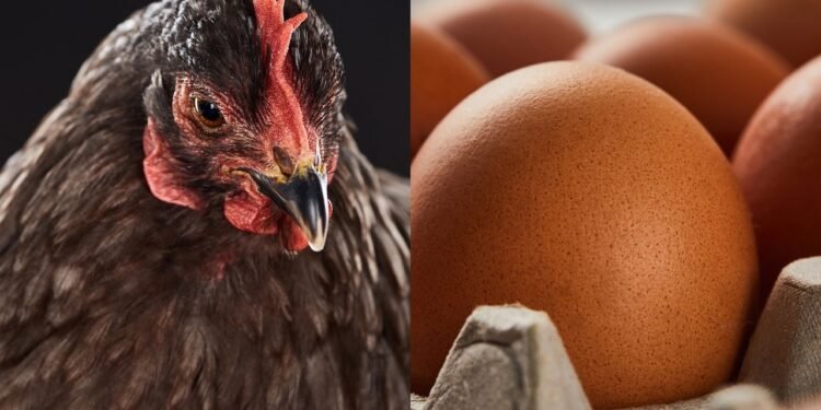 Galinha e ovo - Créditos: depositphotos.com / AntonMatyukha Créditos: depositphotos.com / VadimVasenin