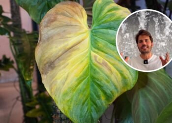 Álvaro Pedrera, especialista em plantas: “Se as folhas estiverem com as pontas secas e marrons, não é um problema de rega.”