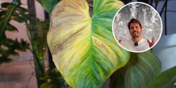 Álvaro Pedrera, especialista em plantas: “Se as folhas estiverem com as pontas secas e marrons, não é um problema de rega.”