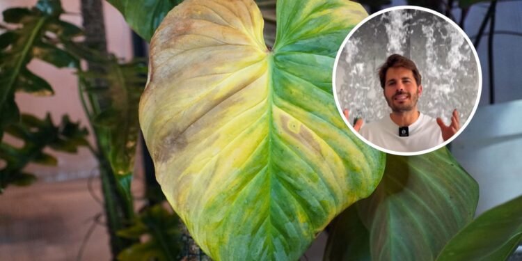 Reprodução (Instagram: @ypikue)/Créditos: depositphotos.com / khairil77