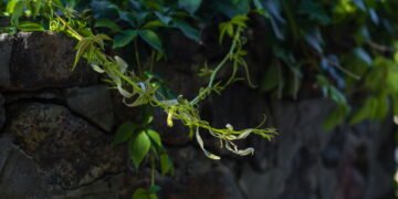 Muros verdes