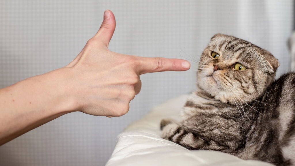 Não gostar de gatos