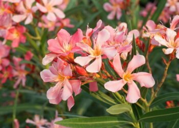 Essas são as plantas que reduzem a prosperidade, segundo o Feng Shui