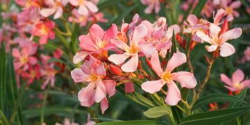 Essas são as plantas que reduzem a prosperidade, segundo o Feng Shui