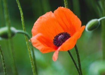 As plantas que podem atrair má sorte segundo o Feng Shui