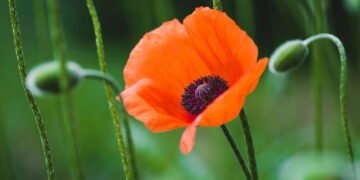 As plantas que podem atrair má sorte segundo o Feng Shui