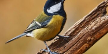 Frutas que atraem pássaros para seu jardim de forma natural