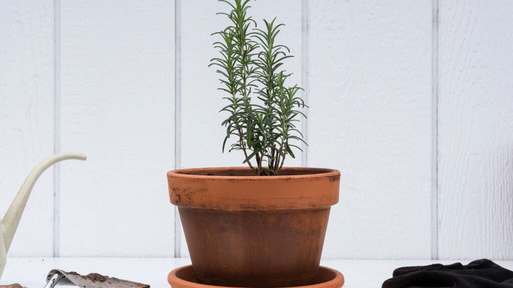 Você precisa ter essas plantas na cozinha e nem imagina o porquê