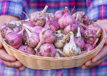Coloque agora um dente de alho no bolso e descubra o motivo que poucas pessoas conhecem