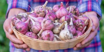 Coloque agora um dente de alho no bolso e descubra o motivo que poucas pessoas conhecem