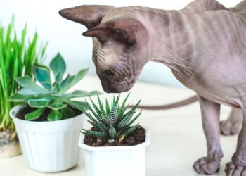 As plantas pet friendly para cultivar em casa sem risco