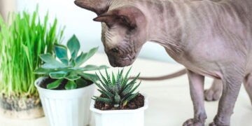 As plantas pet friendly para cultivar em casa sem risco