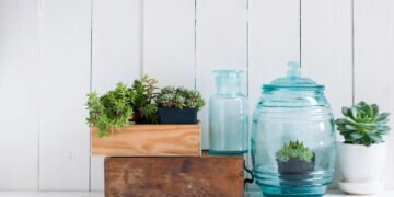 Cuidar de plantas
